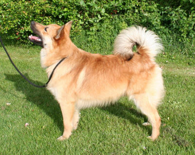 Kersins H�kki 12 months