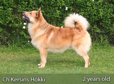 Kersins H�kki